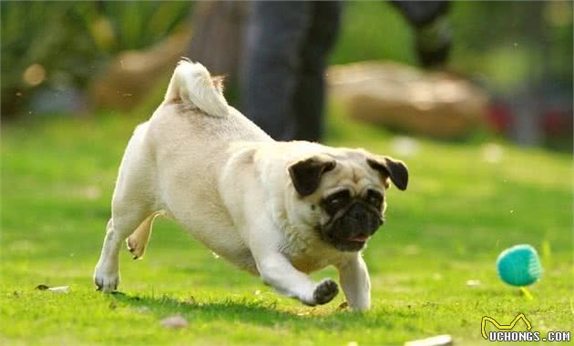 饲养巴哥犬的5大禁忌，别因疼爱而害了你的爱犬