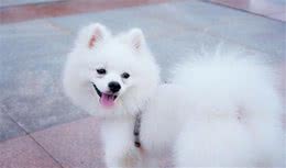第一次养狗需要豫备什么？新手宝典