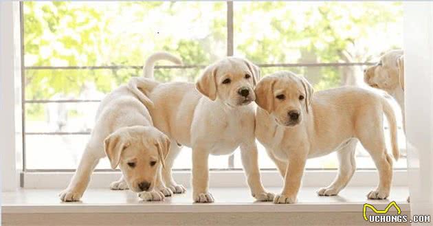 与人为善的拉布拉多犬，主人到底要怎么饲养，才能把它们养好？