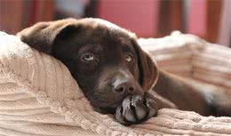 与人为善的拉布拉多犬，主人到底要怎么饲养，才能把它们养好？