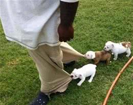 狗狗总爱乱咬人怎么办？想纠正这个坏习惯？把自己当做一棵树吧