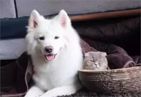 狗狗发情了，该怎么护理……