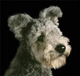 百科犬说之普密犬