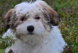 哈威那犬就是哈瓦那犬吗哈威那就是哈瓦那犬