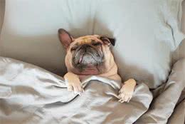 狗狗为什么一天睡那么久？其实大部分时间狗狗多是在闭目养神