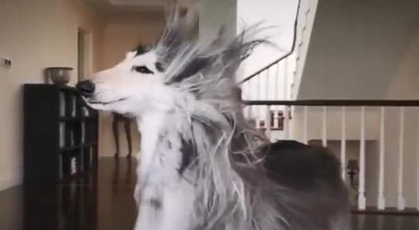 阿富汗猎犬秀发柔顺 每个月美容费曝光