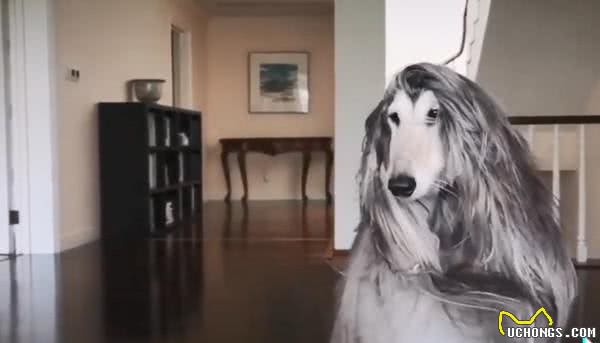 阿富汗猎犬秀发柔顺 每个月美容费曝光