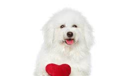 比熊犬大公开：优点vs缺陷，看完后你会养吗
