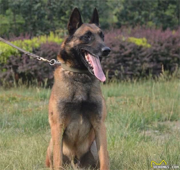 KM警犬基地种公犬-哈娜为