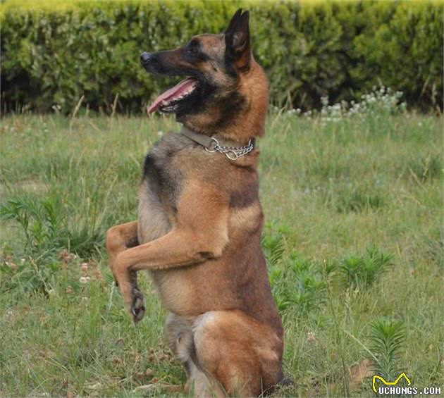KM警犬基地种公犬-哈娜为