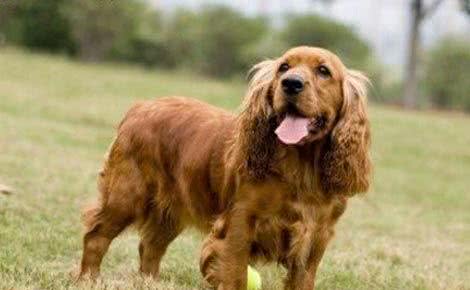 可卡犬的饲养可卡犬的肠胃和人类不同