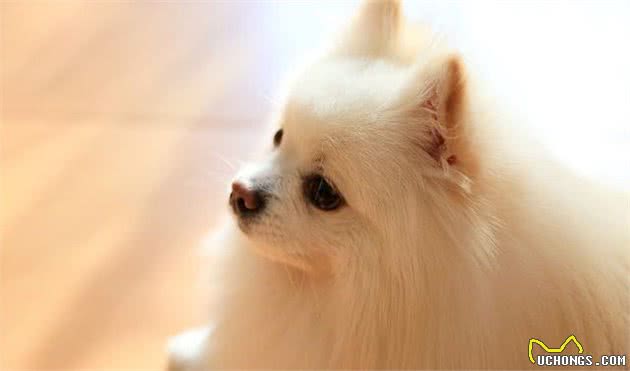 健康养犬小知识