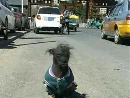 长相最“吓人”的犬种：中华冠毛犬，相信我，点进来见识下吧