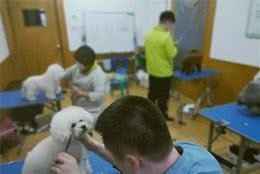 新手给狗狗美容的技巧