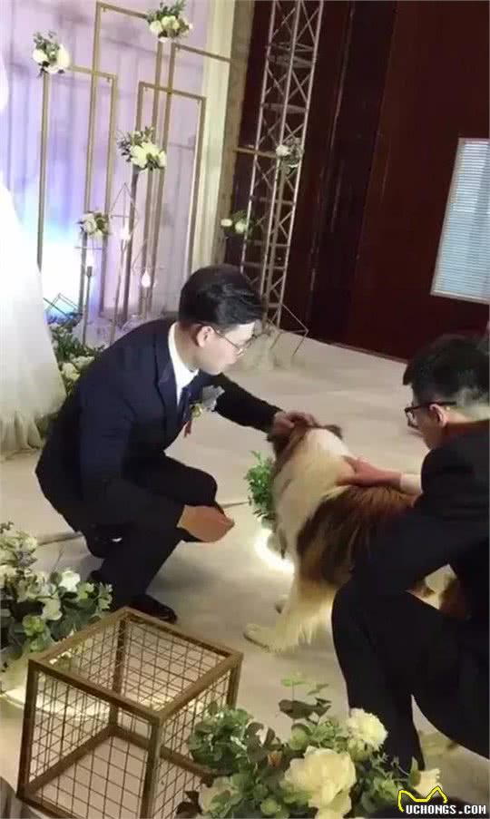 15岁苏牧犬为主人传递婚戒它用一生见证了主人15年的恋情