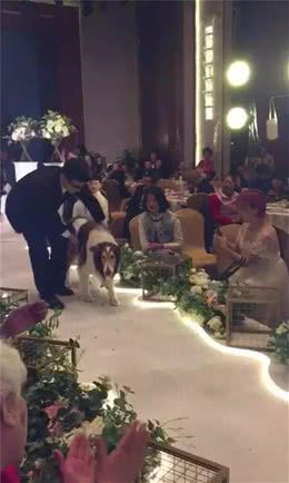 15岁苏牧犬为主人传递婚戒它用一生见证了主人15年的恋情