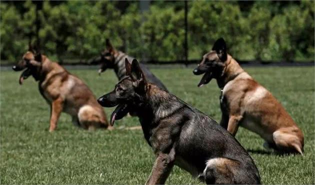 常见警犬品种大清点，你都认识么？