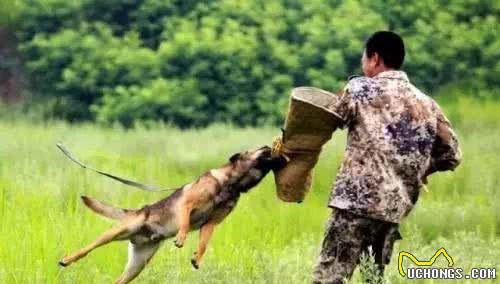 常见警犬品种大清点，你都认识么？