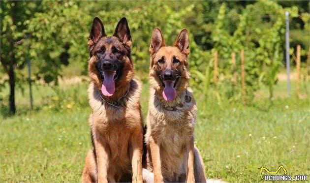 这5种犬沦为禁养犬，令人遗憾，它为中国贡献巨大，却被列入其中