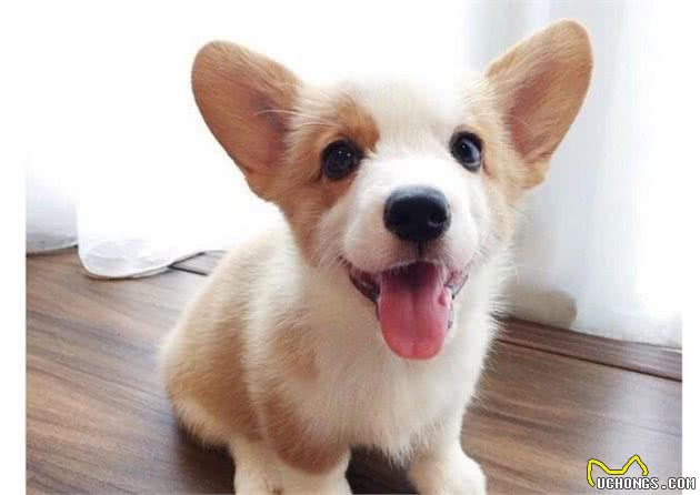纯种柯基犬都有的5大特点，你家柯基犬纯吗？