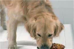 秋季犬饲养管理的注意事项