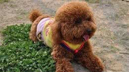 买泰迪犬应当把握哪些诀窍才能不上当？