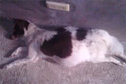 狗狗胃扭转，大型犬多发疾病，患病了就是跟死神赛跑