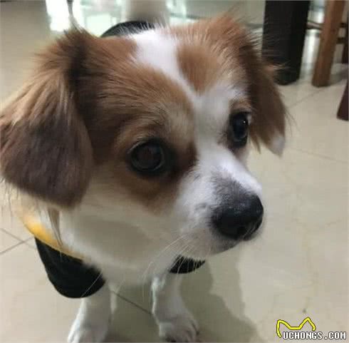 对主人有独占欲的蝴蝶犬，会对“第三者”大打出手