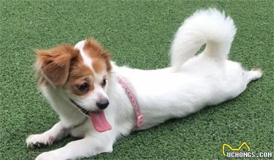 对主人有独占欲的蝴蝶犬，会对“第三者”大打出手
