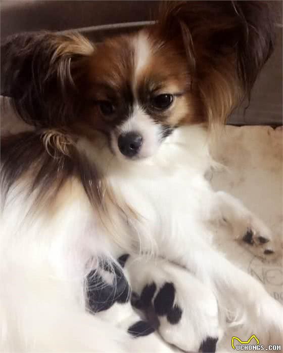 对主人有独占欲的蝴蝶犬，会对“第三者”大打出手