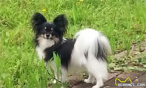 对主人有独占欲的蝴蝶犬，会对“第三者”大打出手