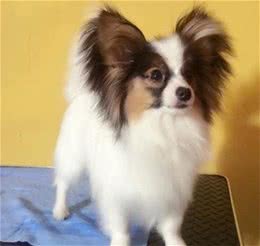 对主人有独占欲的蝴蝶犬，会对“第三者”大打出手