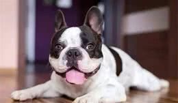 犬只最好食谱