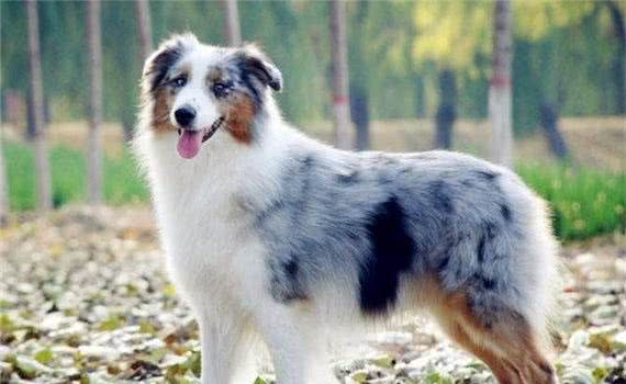 边境牧羊犬和澳洲牧羊犬的区别