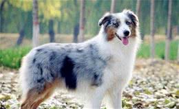 边境牧羊犬和澳洲牧羊犬的区别
