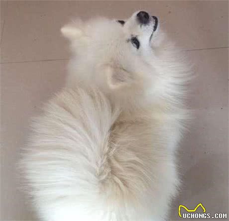 狗狗怀孕后有哪些表现？