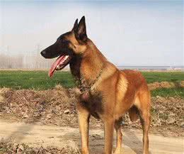 如何处置新生仔犬假死问题？