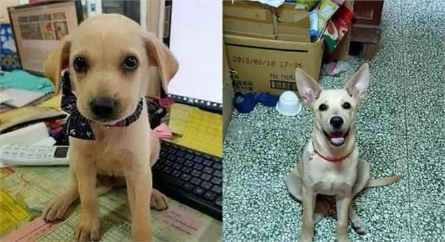 有特异功能？小黑狗每一年都会换毛色，5年后竟变成了灰白卷毛狗