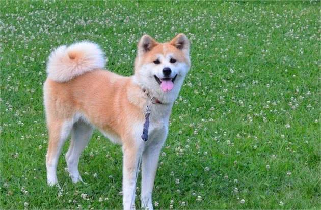 秋田犬适不适合养？