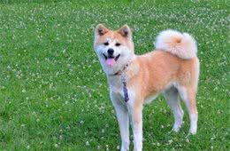 秋田犬适不适合养？