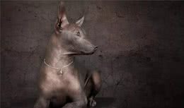 一毛不拔的墨西哥名犬庆幸没生于中国