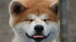 秋田犬剪指甲养秋田犬的要收藏