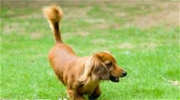长毛腊肠犬好养么长毛腊肠犬怎么养