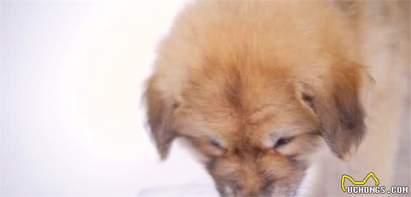狗狗不良的行为的纠正—护食