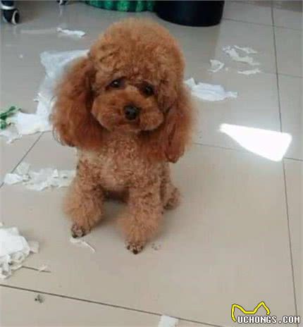 想养贵宾犬，就必须承受的“5大伤害”，你逃不掉