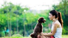 想养贵宾犬，就必须承受的“5大伤害”，你逃不掉