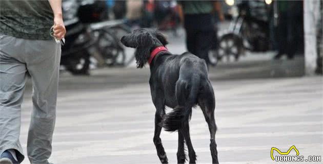 中华神犬的原型，猎兔小能手，我国历史悠长的本土优秀猎犬