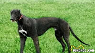 中华神犬的原型，猎兔小能手，我国历史悠长的本土优秀猎犬