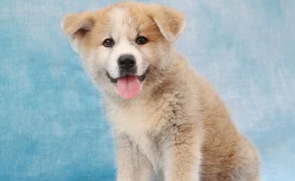 日本秋田犬多少钱一只秋田犬好不好养