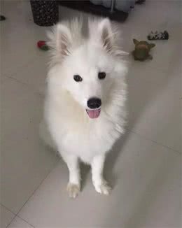 要正确训练狗狗，你知道这些招数吗？
